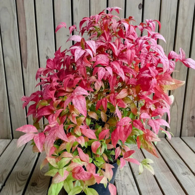Bambou sacré 'Fire Power' - Nandina | Achat direct au producteur