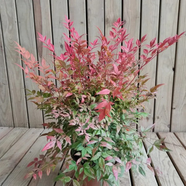 Bambou sacré 'Gulf Stream' - Nandina | Achat direct au producteur