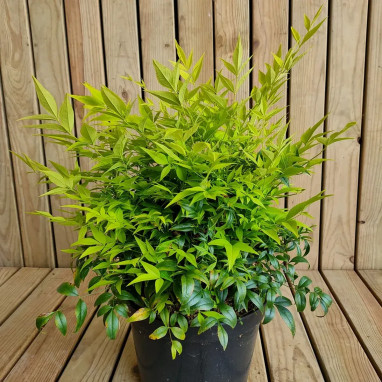 Bambou sacré MAGICAL® Lemon Lime - Nandina | Achat direct au producteur