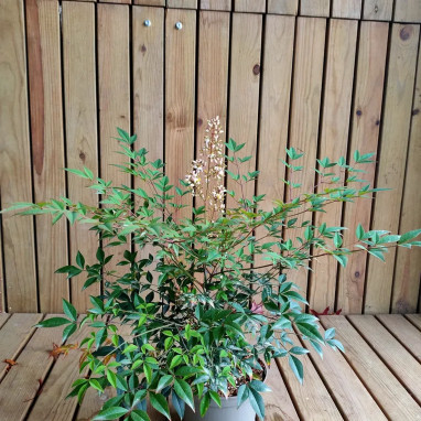 Bambou sacré 'Richmond' - Nandina | Achat direct au producteur