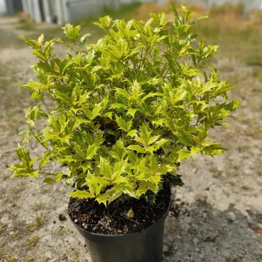 Osmanthus heterophyllus 'Goshiki' - Osmanthus | Achat producteur