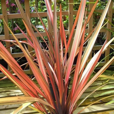 Phormium 'Rainbow maiden' - Lin de Nouvelle-Zélande | Achat producteur
