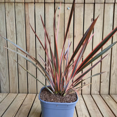 Phormium 'Rainbow Queen' - Lin de Nouvelle-Zélande | Achat producteur