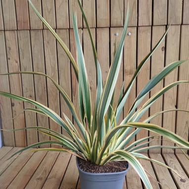 Phormium tenax 'Tricolor' - Lin de Nouvelle-Zélande | Achat producteur