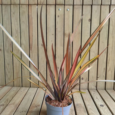Phormium tenax 'Flamingo' - Phormium | Achat direct au producteur