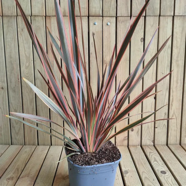 Phormium 'Rainbow Sunrise' - Lin de Nouvelle-Zélande | Achat producteur