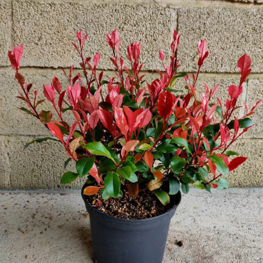 Photinia 'Little Fenna' - Photinia | Achat direct au producteur