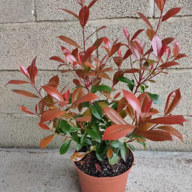 Photinia 'Carré Rouge' - Photinia | Achat direct au producteur