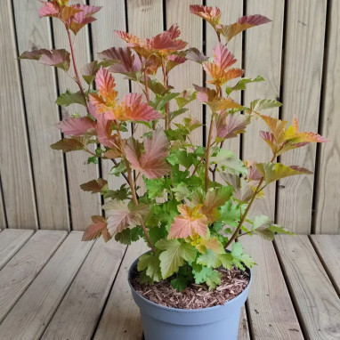 Physocarpus Amber Jubilee® 'Jefam' - Physocarpus | Achat producteur