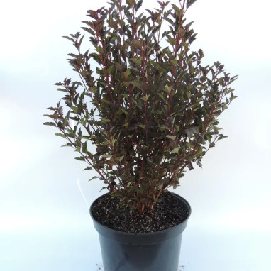 Physocarpus Little devil® 'Donna May' - Physocarpus | Achat producteur