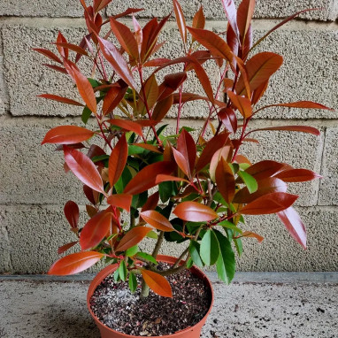 Photinia 'Red Robin' - Photinia | Achat direct au producteur
