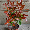 Photinia 'Red Robin'