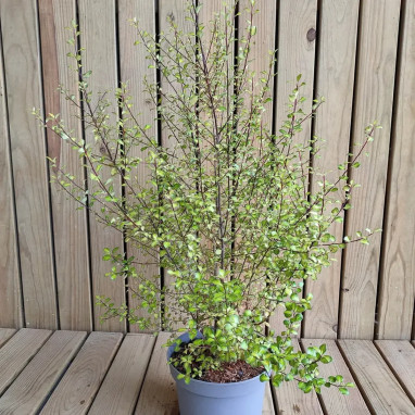 Pittosporum 'Donovan Gold' - Pittosporum | Achat direct au producteur