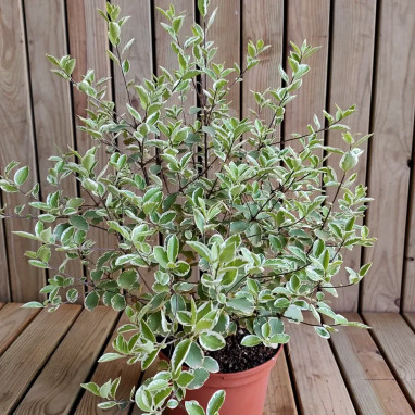Pittosporum 'Saundersii' - Pittosporum | Achat direct au producteur