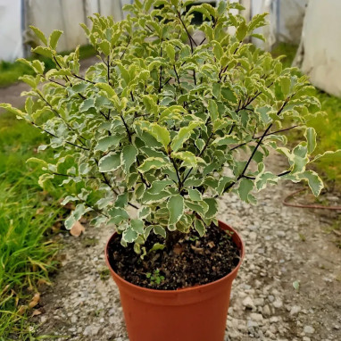 Pittosporum tenuifolium 'Variegatum' - Pittosporum | Achat producteur