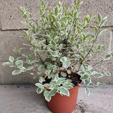 Pittosporum 'Garnettii' - Pittosporum | Achat direct au producteur