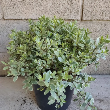 Pittosporum 'Silver Ball' - Pittosporum | Achat direct au producteur