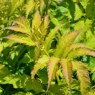 Sureau SERENADE 'Jonade' - Sambucus | Achat direct au producteur