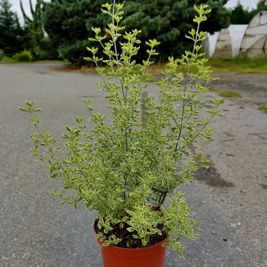 Menthe australienne 'Variegata' - Prostanthera | Achat direct producteur