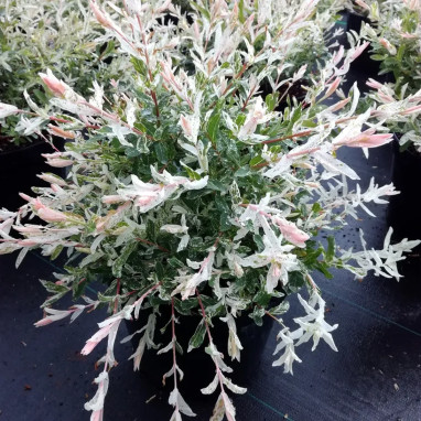 Saule crevette 'Hakuro Nishiki' - Salix | Achat direct au producteur