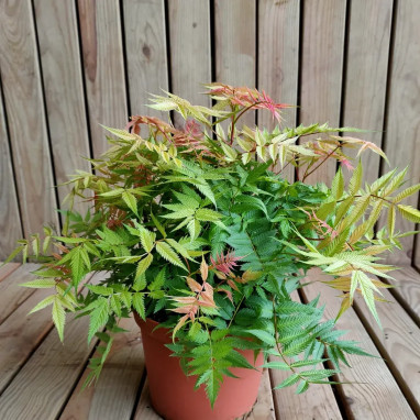 Sorbaria Pink Hopi® 'COUSORB05' - Sorbaria | Achat direct au producteur