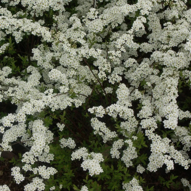 Spirée blanche - Spiraea arguta | Achat direct au producteur