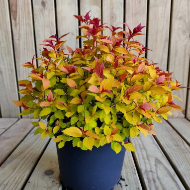 Spirée japonaise 'Hubert Gold' - Spiraea | Achat direct au producteur