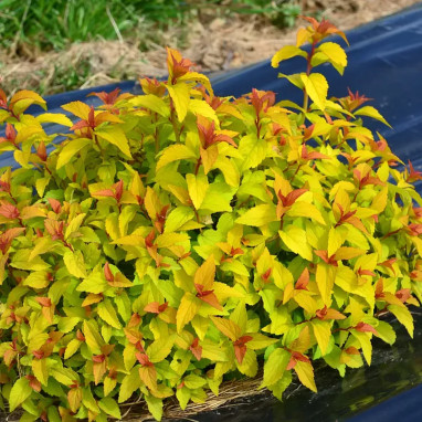 Spirée japonaise MERLO® Gold - Spiraea | Achat direct au producteur