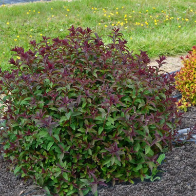Spirée japonaise MERLO® Green - Spiraea | Achat direct au producteur