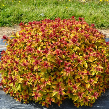 Spirée japonaise MERLO® Star - Spiraea | Achat direct au producteur