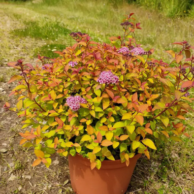 Spirée japonaise Zen'spirit® caramel - Spiraea | Achat producteur