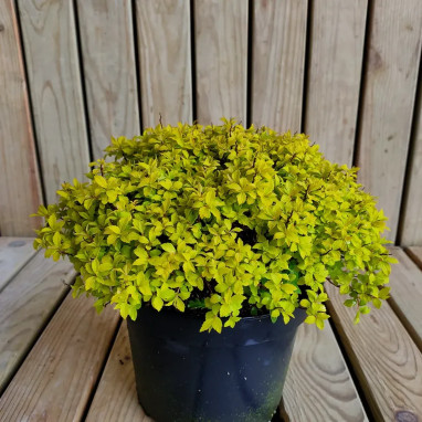 Spirée japonaise Zen'spirit® gold - Spiraea | Achat direct au producteur