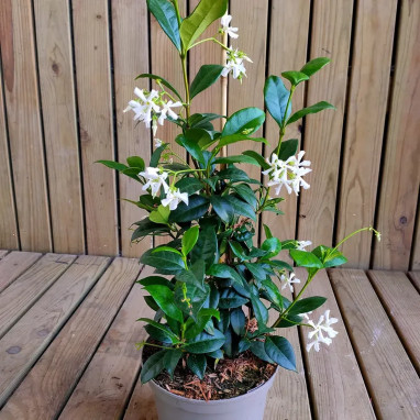 Jasmin étoilé - Trachelospermum | Achat direct au producteur