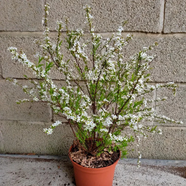 Spirée de Thunberg - Spiraea thunbergii | Achat direct au producteur
