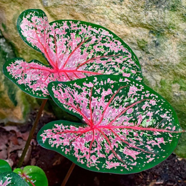 Caladium 'Pink Cloud' - Caladium | Achat direct au producteur