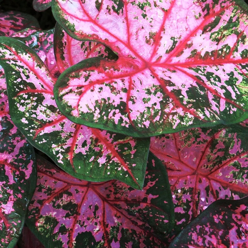 Caladium 'Pink Cloud' - Caladium | Achat direct au producteur