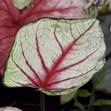 Caladium 'White Queen Fancy Leaf' - Caladium | Achat producteur