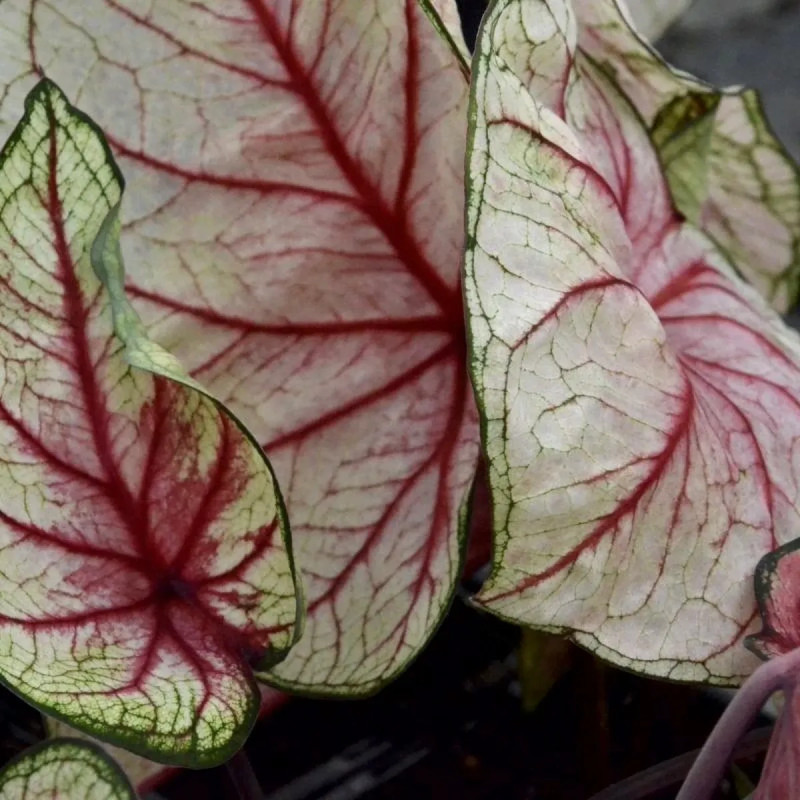 Caladium 'White Queen Fancy Leaf' - Caladium | Achat producteur