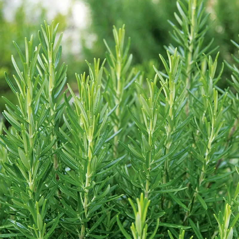 Romarin officinal BIO - Salvia rosmarinus | Achat direct au producteur
