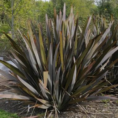 Phormium tenax 'Purpureum' - Phormium | Achat direct au producteur