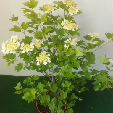 Viorne obier - Viburnum opulus | Achat direct au producteur