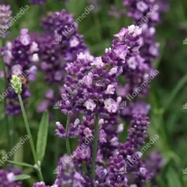 Lavande 'Ellagance Purple' - Lavandula | Achat direct au producteur