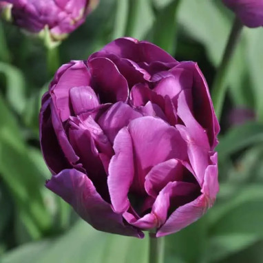 Tulipe perroquet 'Parrot Prince' - Tulipa | Achat direct producteur