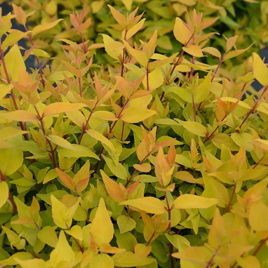 Abélia Gold Touch® - Abelia | Achat direct au producteur