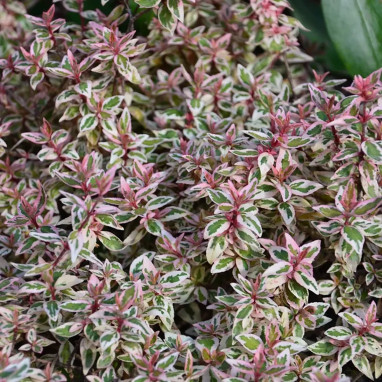 Abélia Pink Lady® - Abelia grandiflora | Achat direct au producteur