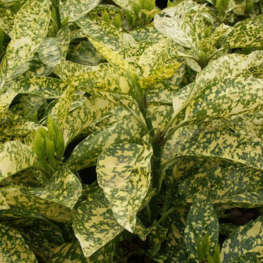 Aucuba du Japon 'Crotonifolia' - Aucuba | Achat direct au producteur