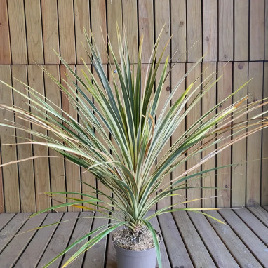 Cordyline 'Torbay Dazzler' - Cordyline | Achat direct au producteur