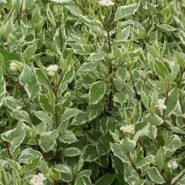 Cornouiller 'Argenteomarginata' - Cornus alba | Achat producteur