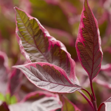 Cornouiller 'Miracle' - Cornus alba | Achat direct au producteur