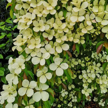 Cornouiller de l'Himalaya - Cornus capitata | Achat producteur